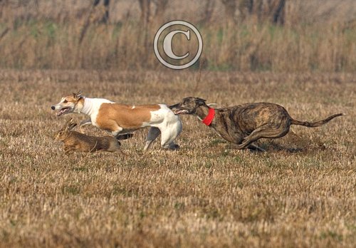 Hare Coursing 1 DM0199
